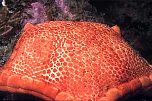 Stella pentagono (Peltaster placenta)