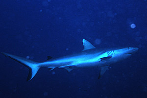 Squalo grigio del reef (Carcharhinus amblyrhynchos)