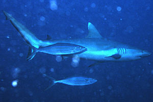 Squalo grigio del reef (Carcharhinus amblyrhynchos)