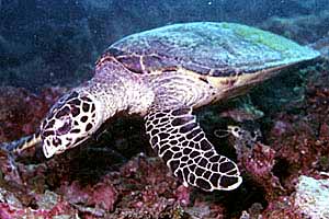 Tartaruga (Eretmochelys imbricata)