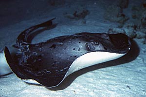 Trigone (Taeniura meyeni)