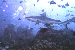 Squalo grigio del reef (Carcharhinus amblyrhynchos)