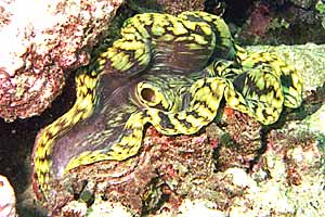 Tridacna (Tridacna maxima)