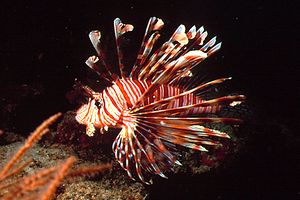 Pesce cobra (Pterois miles)