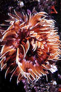 Bispira (Bispira volutacornis)