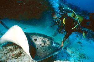 Trigone (Taeniura meyeni)