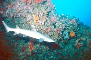 Squalo pinna bianca (Triaenodon obesus)