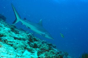Squalo grigio del reef (Carcharhinus amblyrhynchos)