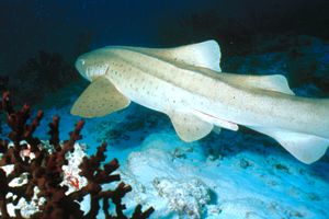 Squalo leopardo (Stegostoma fasciatum)