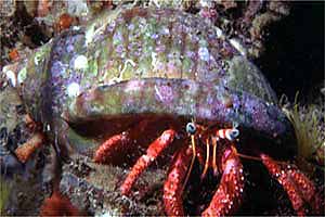 Paguro (Dardanus calidus)