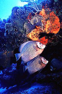 Pesce angelo grigio (Pomacanthus arcuatus)