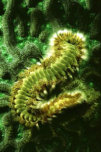 Vermocane (Hermodice carunculata)