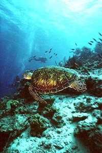 Tartaruga verde (Chelonia mydas)