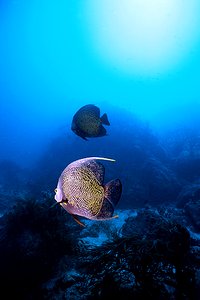 Pesce angelo francese (Pomacanthus paru)