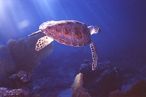 Tartaruga verde (Chelonia mydas)