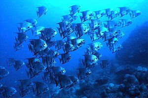 Pesce pipistrello (Chaetodipterus faber)