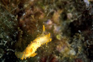 Crimora papillata (Crimora papillata)