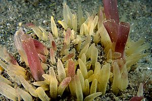 Spugna (Polymastia mamillaris)