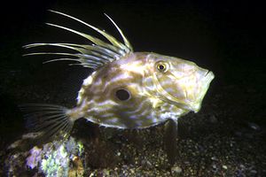 Pesce san pietro (Zeus faber)