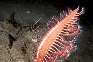 Granchio (Latreillia elegans)