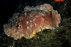 Doride argo (Platydoris argo)