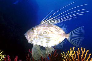 Pesce san pietro (Zeus faber)