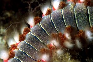 Vermocane (Hermodice carunculata)