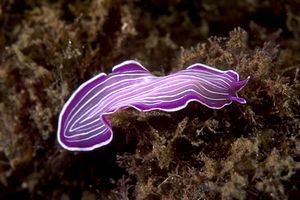 Platelminta (Prosthceraeus giesbrechtii)