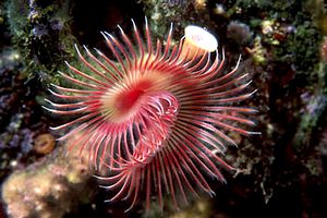 Serpula (Serpula vermicularis)