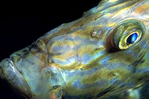 Pesce san pietro (Zeus faber)