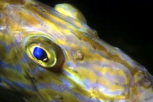 Pesce san pietro (Zeus faber)