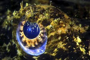 Rana pescatrice (Lophius piscatorius)