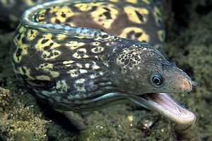 Murena (Muraena helena)