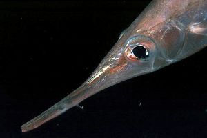 Pesce trombetta (Macroamphalus scolopax)