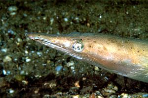 Pesce serpente (Ophisurus serpens)