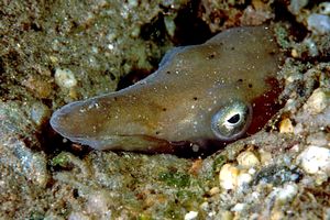 Pesce serpente (Ophisurus serpens)