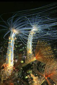 Attinia alice (Alicia mirabilis)