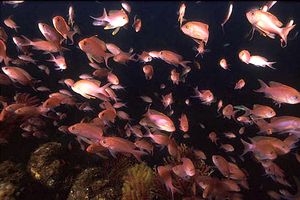 Castagnola rossa (Anthias anthias)