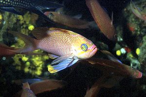 Castagnola rossa (Anthias anthias)