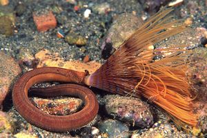 Spirografo (n.d. n.d.)