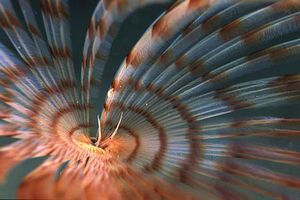 Verme pavone (Sabella penicillus)