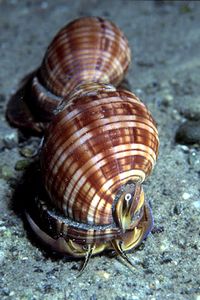 Casside (Phalium granulatum)