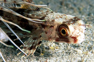 Pesce civetta (Dactylopterus volitans)