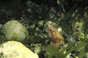 Biscia di mare cieca (Sphagebranchus caecus)