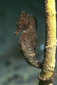 Cavalluccio marino (Hippocampus hippocampus)