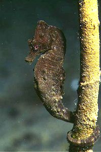 Cavalluccio marino (Hippocampus hippocampus)
