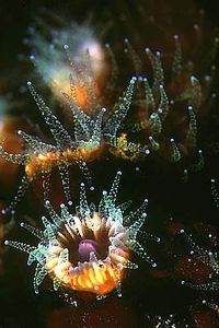 Madreporario (Caryophyllia inornata)