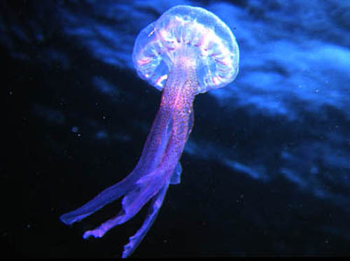 Medusa luminosa (Pelagia noctiluca)