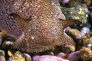 Pleurobranchea (Pleurobranchaea meckelii)