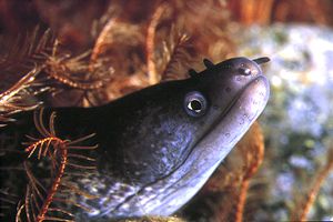 Murena (Muraena helena)